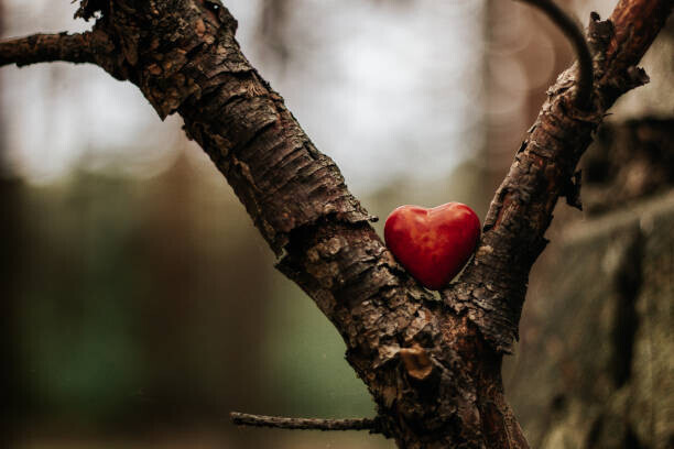 sanzios85 Plakát, Obraz - Heart figure in the forest - love concept, sanzios85, 40 × 26.7 cm
