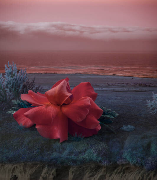Vizerskaya Plakát, Obraz - Surreal Giant flower rose, Vizerskaya, 34.8 × 40 cm