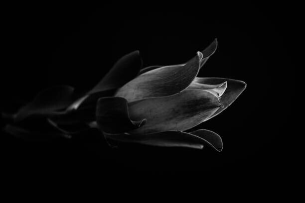 KazanovskyAndrey Plakát, Obraz - Macro photo of tropical plant in black and white, KazanovskyAndrey, 40 × 26.7 cm