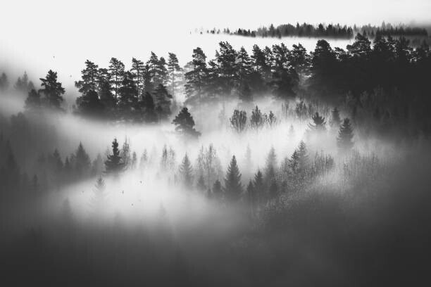 Milamai Plakát, Obraz - Mysterious forest in fog at sunrise, monochrome, Milamai, 40 × 26.7 cm