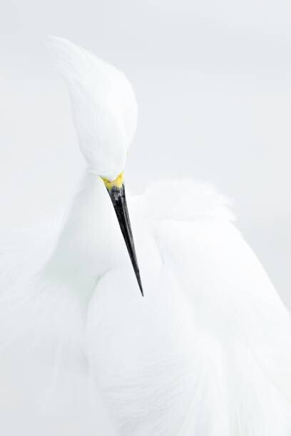 Rostislav Kralik Plakát, Obraz - Abstract shot of Snowy Egret (Egretta thula)., Rostislav Kralik, 26.7 × 40 cm