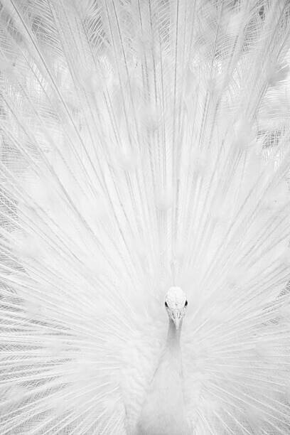 Marcel Comendant Plakát, Obraz - White peacock, Marcel Comendant, 26.7 × 40 cm