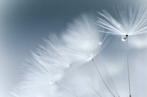 Natalia Campbell of NC Photography Plakát, Obraz - best wishes..., Natalia Campbell of NC Photography, 40 × 26.7 cm