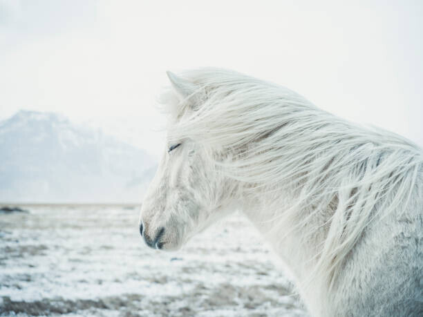 Andre Schoenherr Plakát, Obraz - Icelandic Horse, Andre Schoenherr, 40 × 30 cm