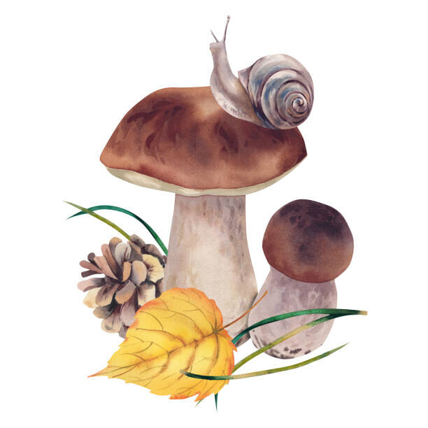 Marina Skryzhova Plakát, Obraz - Porcini mushrooms with autumn leaves, snail, Marina Skryzhova, 40 × 40 cm