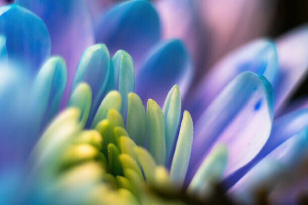Serhii Nemyrivskyi Plakát, Obraz - Close-up, petals of chrysanthemum flowers. Gentle, Serhii Nemyrivskyi, 40 × 26.7 cm