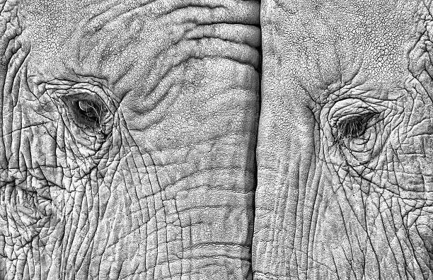 juanluis_duran Plakát, Obraz - Close-up of two elephants standing face to face, juanluis_duran, 40 × 26.7 cm