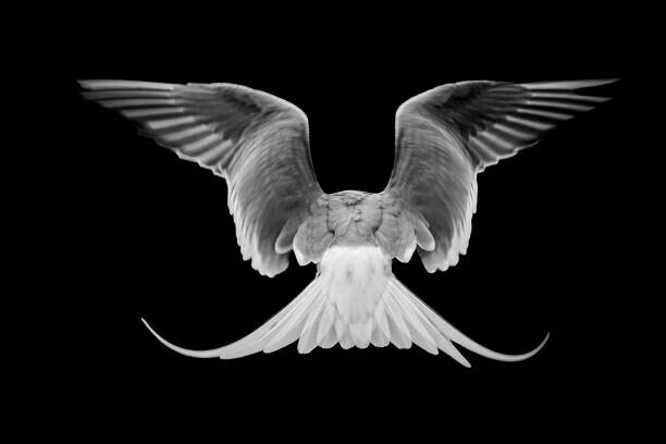 J Uriarte / 500px Plakát, Obraz - Common Tern,Close-up of dove flying against, J Uriarte / 500px, 40 × 26.7 cm