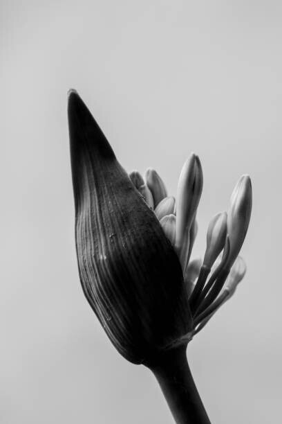 LaperladiLabuan Plakát, Obraz - close up of agapanthus bud in bloom isolated, LaperladiLabuan, 26.7 × 40 cm