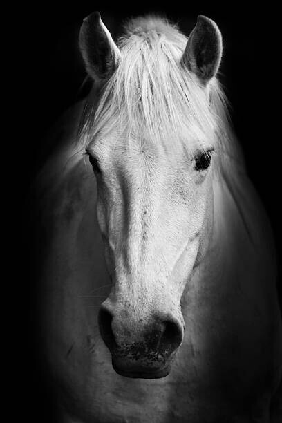 kasto80 Plakát, Obraz - Portrait of a white horse., kasto80, 26.7 × 40 cm