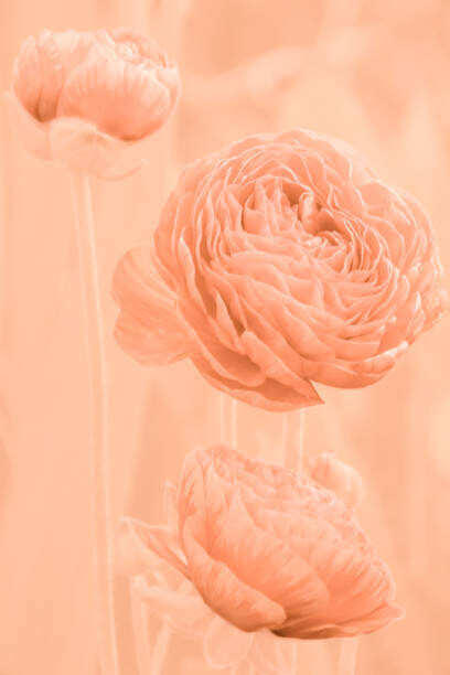 Tatiana rico Plakát, Obraz - Flowers and buds of apricot-colored ranunculus, Tatiana rico, 26.7 × 40 cm