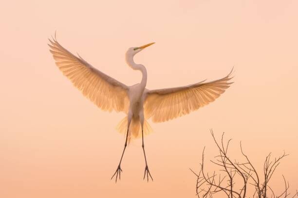 Wirestock Plakát, Obraz - Graceful white Heron in flight, Wirestock, 40 × 26.7 cm