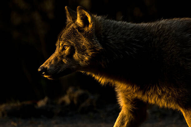 Chad Graham Plakát, Obraz - Wolf in Golden Light, Chad Graham, 40 × 26.7 cm