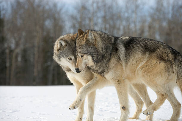 John Giustina Plakát, Obraz - Wolves (Canis lupus) nuzzling in snow, side view, John Giustina, 40 × 26.7 cm