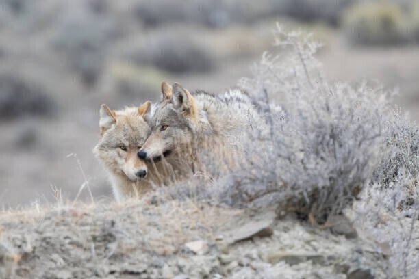 John Morrison Plakát, Obraz - Two Grey wolf (mostly white/tan colored), John Morrison, 40 × 26.7 cm