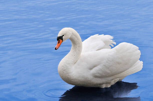 Eerik Plakát, Obraz - Swan, Eerik, 40 × 26.7 cm