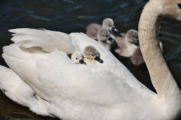 Philip Young / 500px Plakát, Obraz - High angle view of swans swimming, Philip Young / 500px, 40 × 26.7 cm