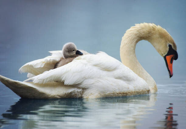 Vicki Jauron, Babylon and Beyond Photography Plakát, Obraz - Sleepy Mute Swan Cygnet Takes a Ride on Mom's Back, Vicki Jauron, Babylon and Beyond Photography, 40 × 26.7 cm
