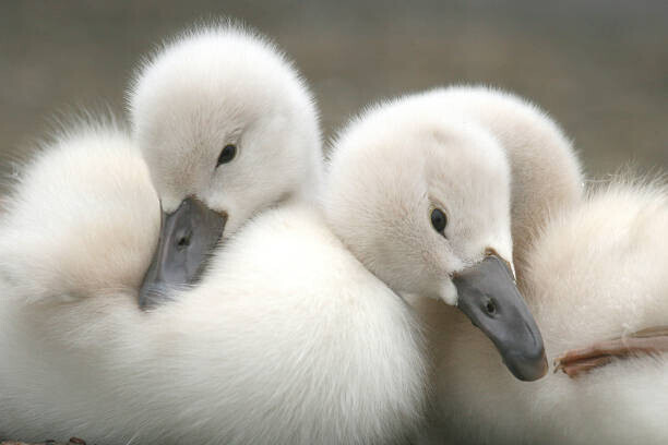 Hisao Yamaguchi / 500px Plakát, Obraz - Close-up of geese,Japan, Hisao Yamaguchi / 500px, 40 × 26.7 cm
