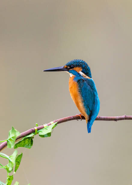 Yaorusheng Plakát, Obraz - kingfisher perching on branch, Yaorusheng, 30 × 40 cm