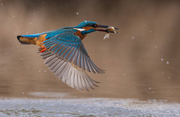 ericaengland2020 / 500px Plakát, Obraz - Close-up of common kingfisher flying over lake, ericaengland2020 / 500px, 40 × 26.7 cm