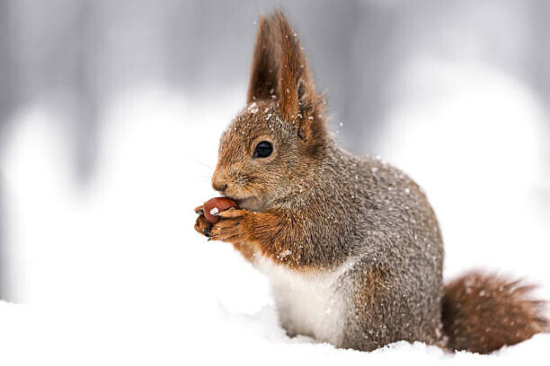 Mr_Twister Plakát, Obraz - squirrel sitting on snow with a, Mr_Twister, 40 × 26.7 cm