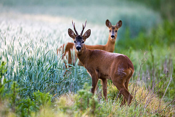 James Warwick Plakát, Obraz - Roebuck and roe doe at edge of arable field, James Warwick, 40 × 26.7 cm