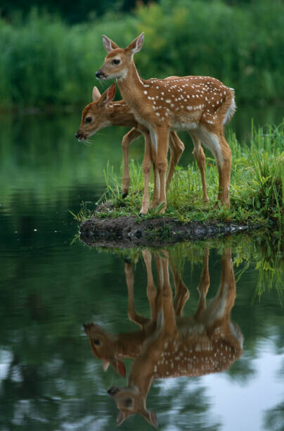 Robert Pickett Plakát, Obraz - White-Tailed Fawns, Robert Pickett, 26.7 × 40 cm