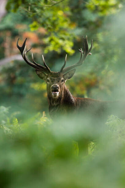 DamianKuzdak Plakát, Obraz - Red deer, DamianKuzdak, 26.7 × 40 cm