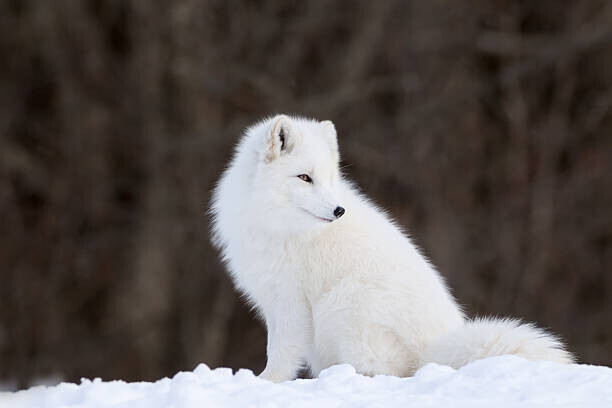 Adria Photography Plakát, Obraz - Portrait of Arctic Fox, Adria Photography, 40 × 26.7 cm