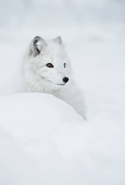 Andy Astbury Plakát, Obraz - An arctic fox in the snow., Andy Astbury, 26.7 × 40 cm