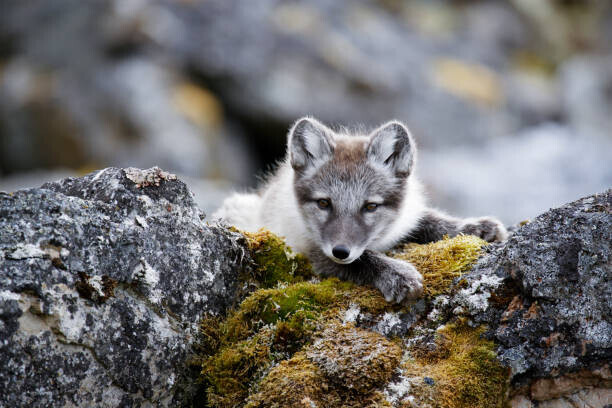 Sara Lindbaek Plakát, Obraz - Curious arctic fox cub taking a rest after playing, Sara Lindbaek, 40 × 26.7 cm