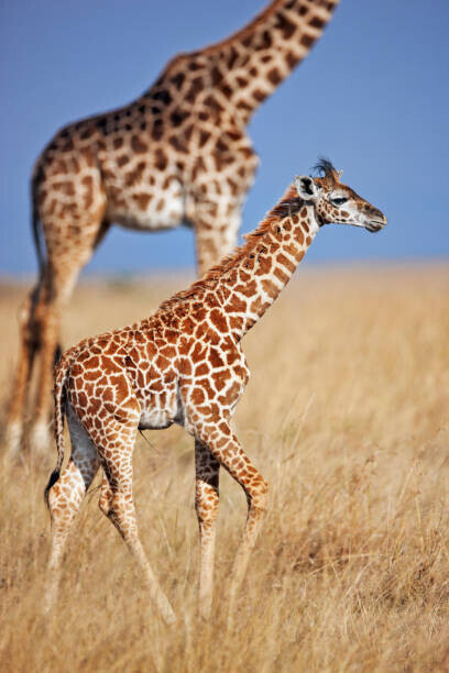 Martin Harvey Plakát, Obraz - Young giraffe calf, Martin Harvey, 26.7 × 40 cm