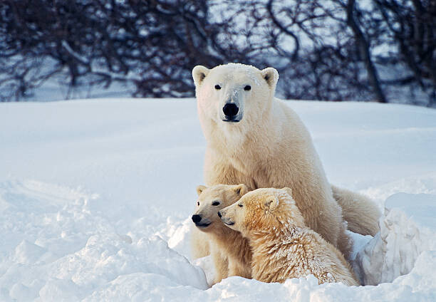 KeithSzafranski Plakát, Obraz - Polar Bear with Cubs, KeithSzafranski, 40 × 26.7 cm