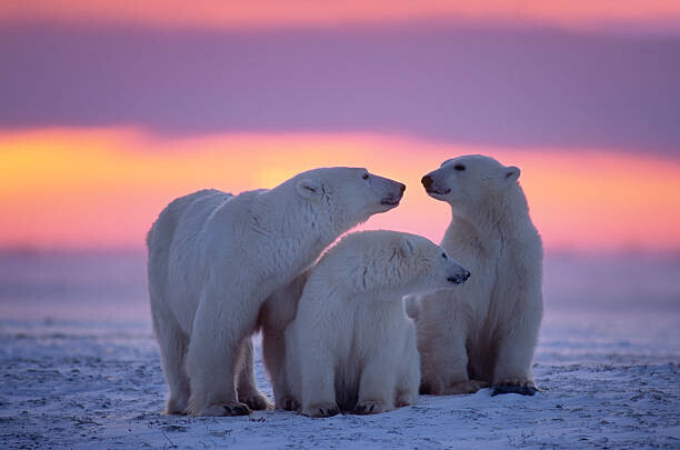 JohnPitcher Plakát, Obraz - Polar bear with yearling cubs, JohnPitcher, 40 × 26.7 cm