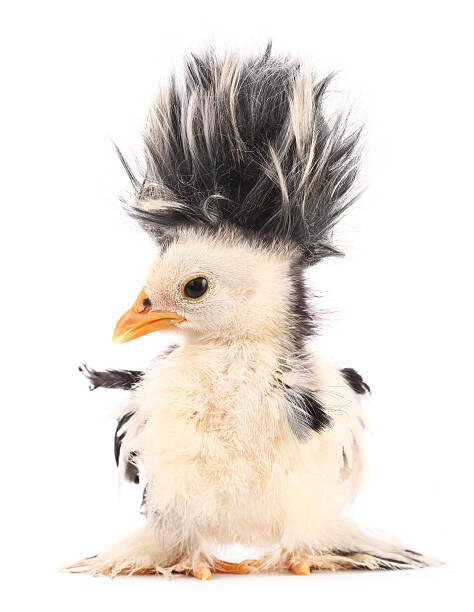 UroshPetrovic Plakát, Obraz - Crazy chick with even crazier hair, UroshPetrovic, 30 × 40 cm