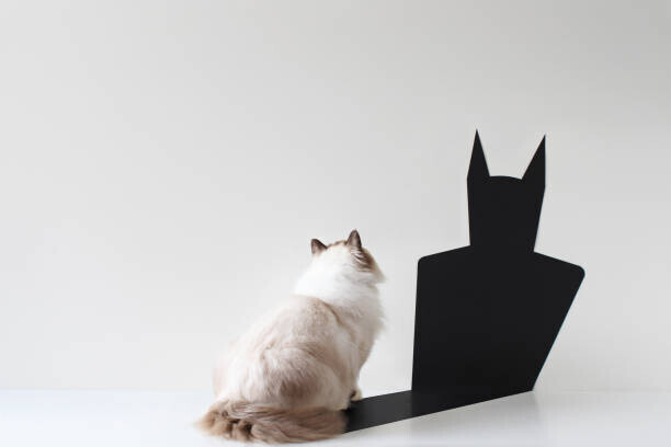 pchyburrs Plakát, Obraz - Conceptual ragdoll cat looking at bat shadow, pchyburrs, 40 × 26.7 cm