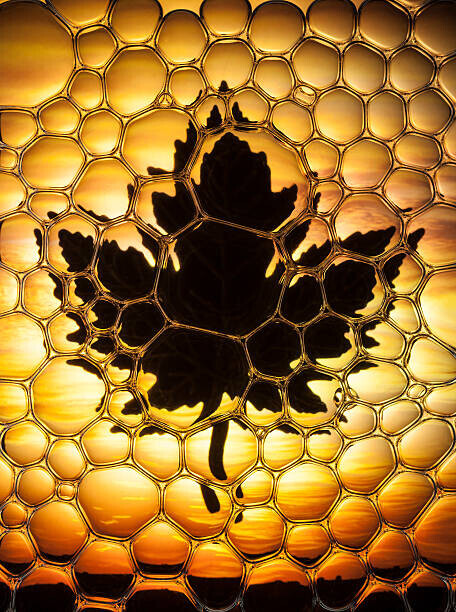 Don Farrall Plakát, Obraz - Maple leaf bubbles, Don Farrall, 30 × 40 cm