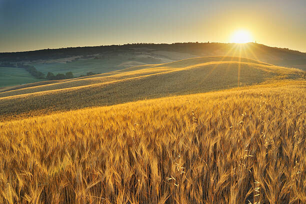 Raimund Linke Plakát, Obraz - Grainfield with Sunrise, Raimund Linke, 40 × 26.7 cm