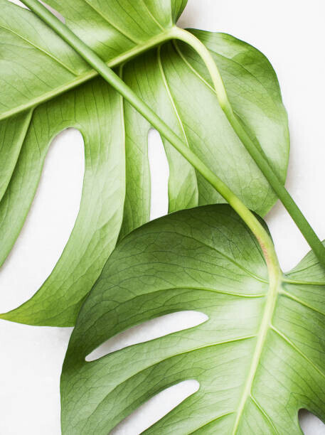 Magdalena Niemczyk - ElanArt Plakát, Obraz - Monstera leaves, close up, Magdalena Niemczyk - ElanArt, 30 × 40 cm