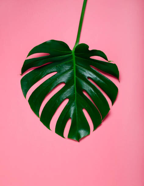 Anastasiia Romashina Plakát, Obraz - Green leaf of monstera on a, Anastasiia Romashina, 30 × 40 cm