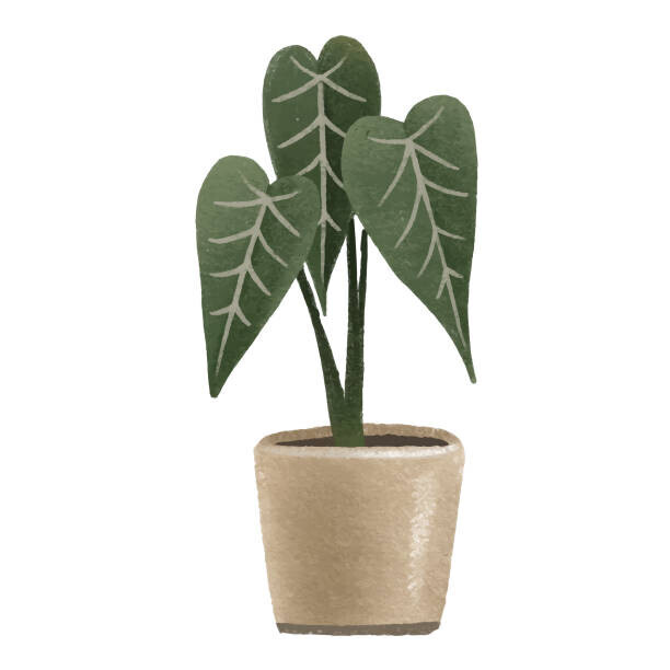 Ilona Myronenko Plakát, Obraz - Green Alocasia. Houseplant in pot. Home, Ilona Myronenko, 40 × 40 cm