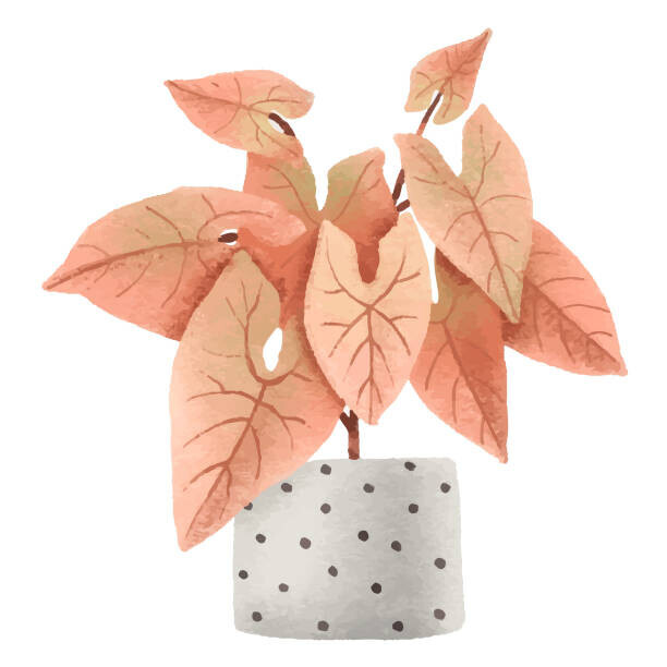 Ilona Myronenko Plakát, Obraz - Pink syngonium, houseplant in pot. Home, Ilona Myronenko, 40 × 40 cm