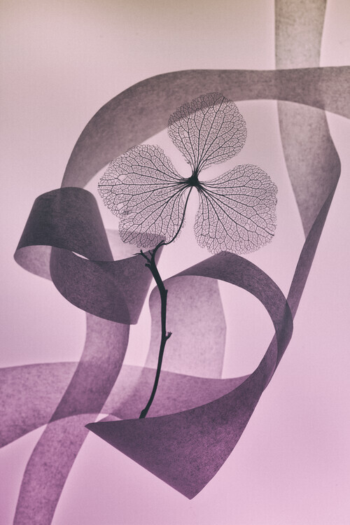 Shihya Kowatari Plakát, Obraz - Graceful, Shihya Kowatari, 26.7 × 40 cm