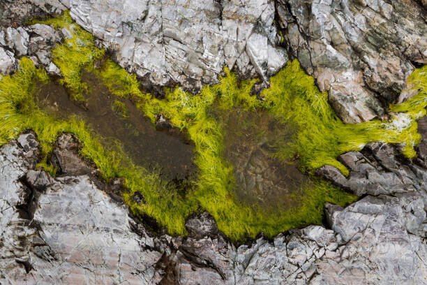 Kevin Trimmer Plakát, Obraz - Abstract view of moss on rocks, Kevin Trimmer, 40 × 26.7 cm