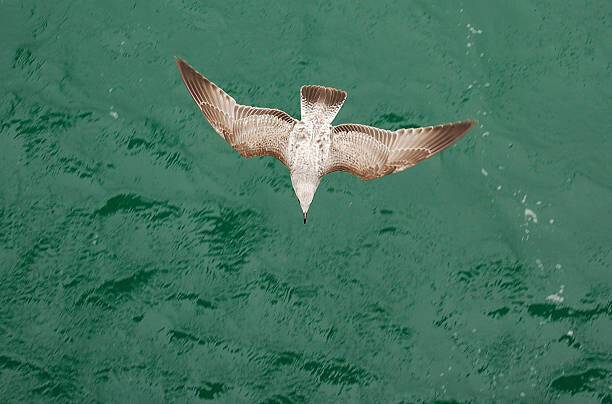 Ade_Deployed Plakát, Obraz - Young Gull, Ade_Deployed, 40 × 26.7 cm