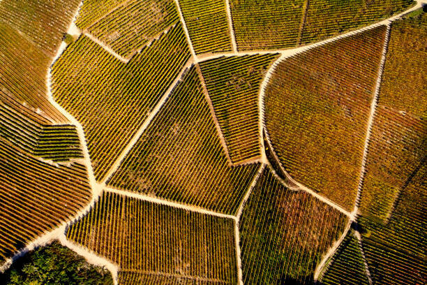 Andrea Pistolesi Plakát, Obraz - Barolo Wine Region in Autum, Piedmont, Italy, Andrea Pistolesi, 40 × 26.7 cm