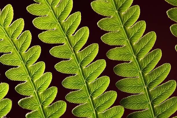 weisschr Plakát, Obraz - Bracken Fern Leaf, weisschr, 40 × 26.7 cm