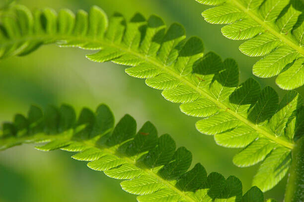 aimintang Plakát, Obraz - Fern Leaves, aimintang, 40 × 26.7 cm