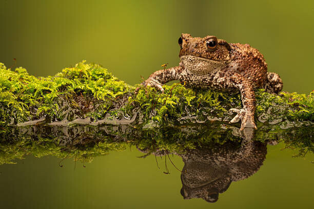MarkBridger Plakát, Obraz - A common toad, MarkBridger, 40 × 26.7 cm